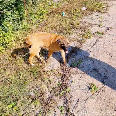 Пропала собака Дина