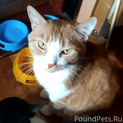 Пропал кот, Рохмаль