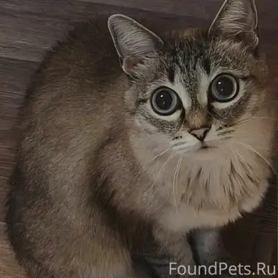Пропала кошка!!! 