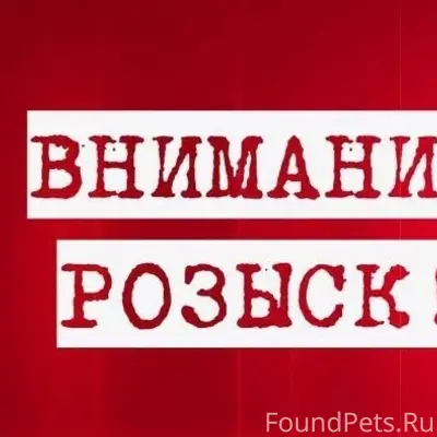 Пропал вислоухий шотландский кот Том, вознаграждение за возврат