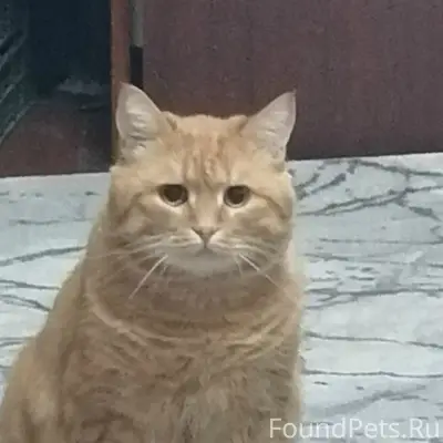 Пропал кот Батоша, район ул. Карякинская