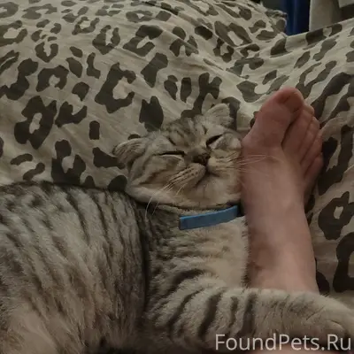 Найден шотландский вислоухий котёнок, Ак-Мечети