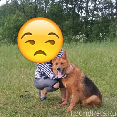 Пропала собака Аза
