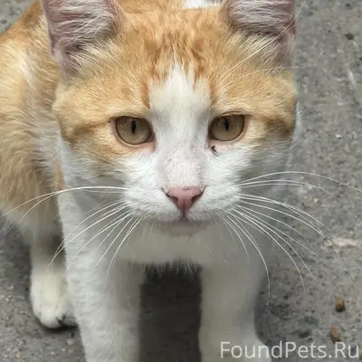 Найдена кошка(кот?) на ул Соборная 68а/145