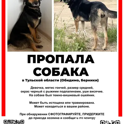 Пропала гончая Стрелка, Тульская область