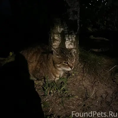 Найдена кошка, Зеленоград