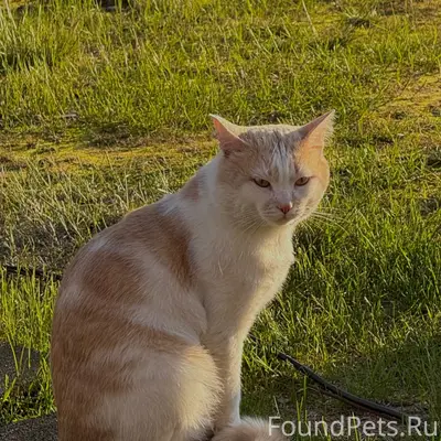 Пропал кот Боря