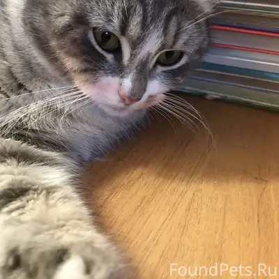 Пропал кот, район школы, садика, больницы
