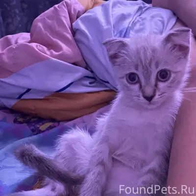 Пропал котенок, Пушкино 31
