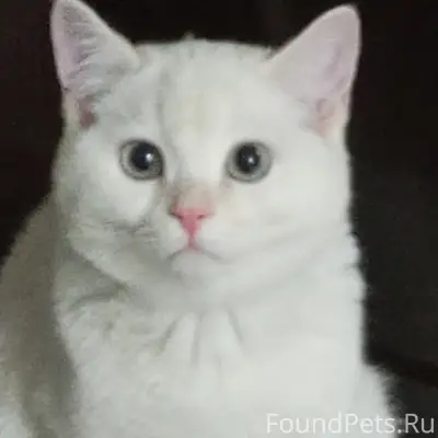 Пропал кот, 11 микрорайон