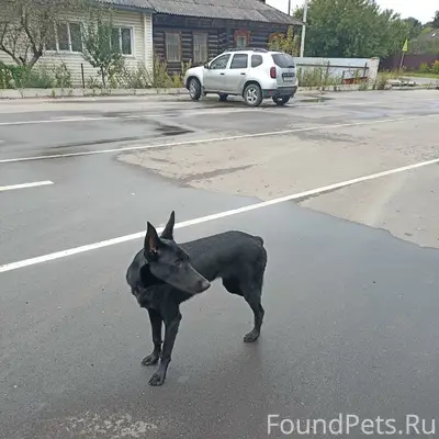 Найден пёс, г. Петушки, парковка у магазина 'Смарт'