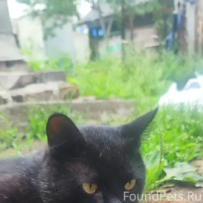 Пропал кот, Нижний посёлок