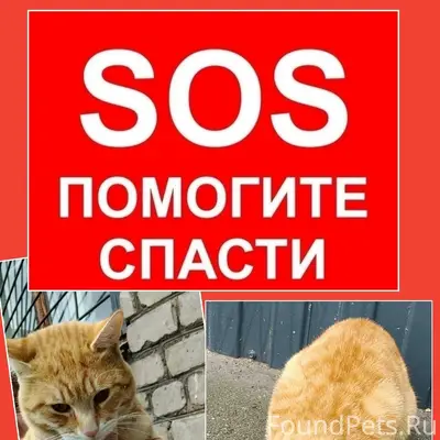 Найден котёнок, Череповец, ул. Гагарина