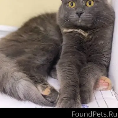 Пропала кошка, улица Пешкова
