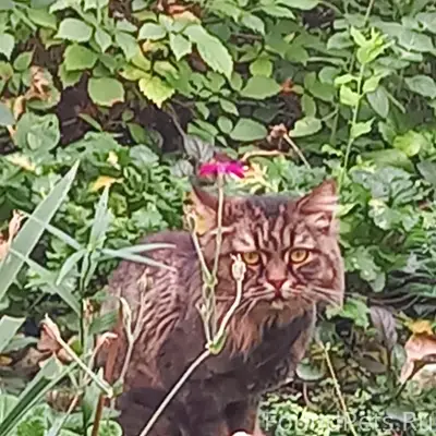 Пропал крупный кот, Желябова, 17