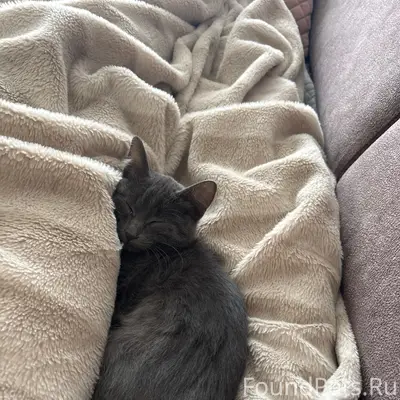 Пропал котёнок, Пионерская, Парковая