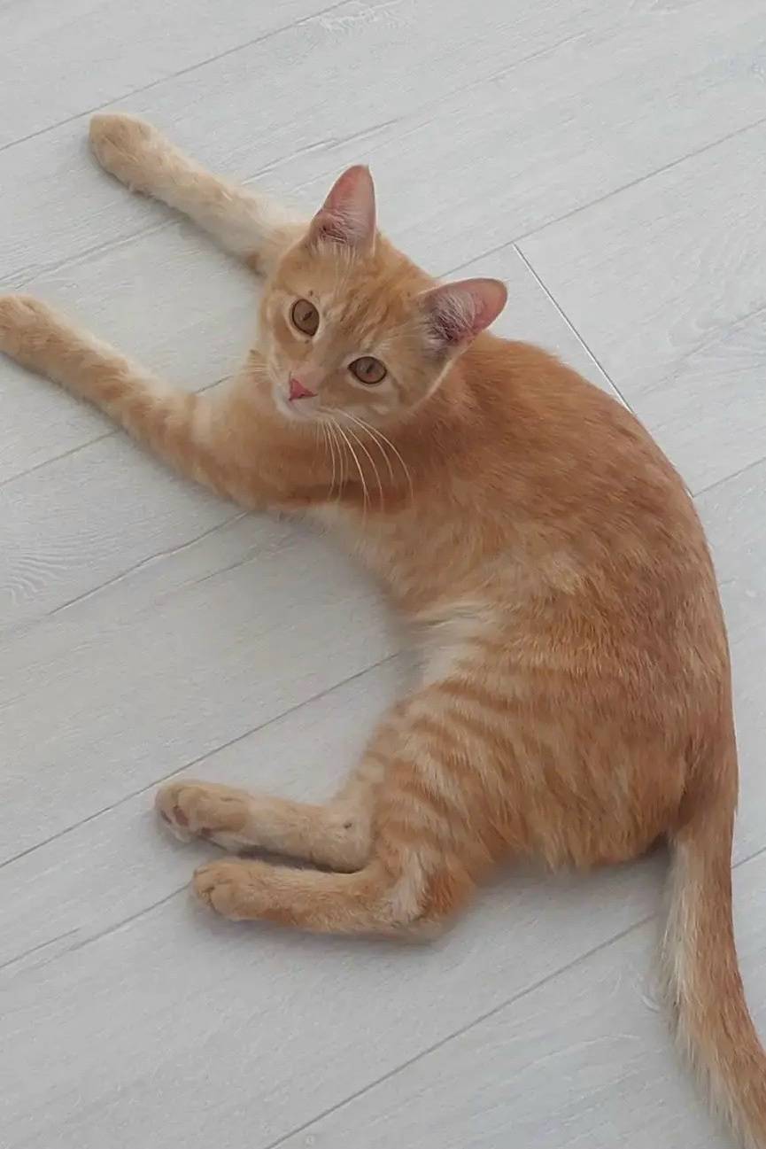 Найден кот, Дзержинский район