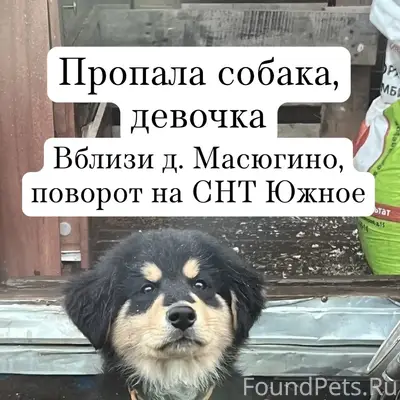Пропала собака, звоните по номеру +7 (926) 718-97-72