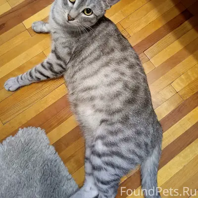 Пропал кот Котя, радиус Ленина / Кривая / Широкая / Кубанская