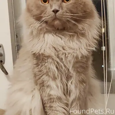 Пропал кот, с. Синие Липяги