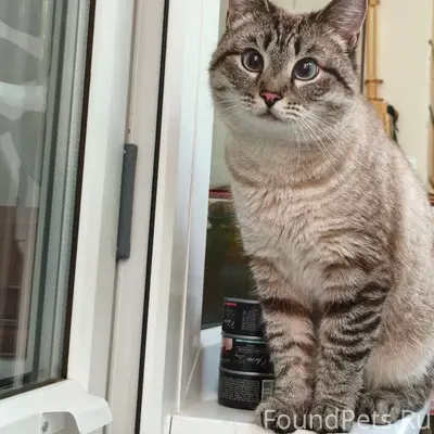 Найдена кошка, Ижевск, ул. Труда