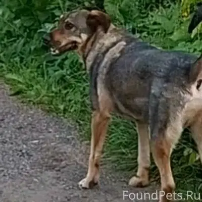 Пропал кобель Стив, Электросталь