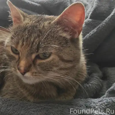 Найдена кошка, Коминтерновский район