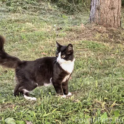 Пропала кошка Бэль, улица Лесная