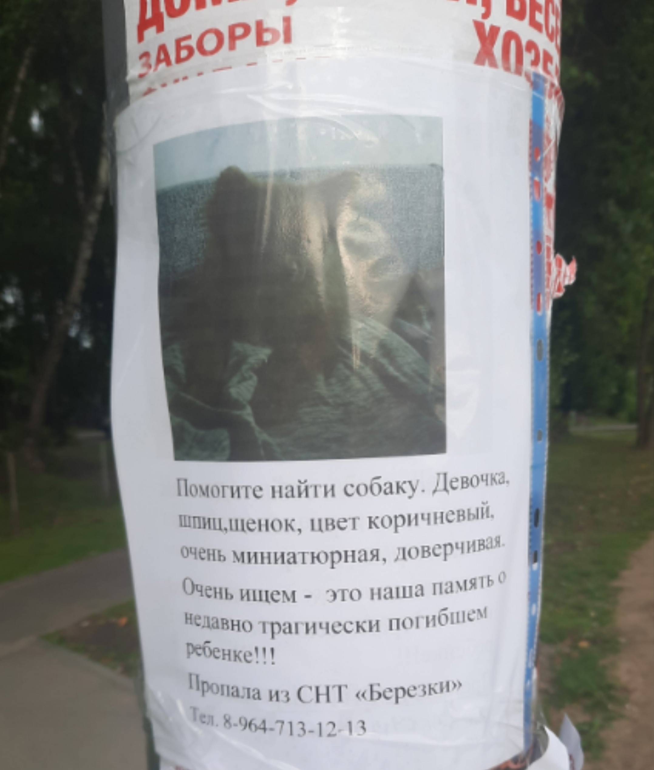 Пропала девочка-щенок шпиц, СНТ Берёзки