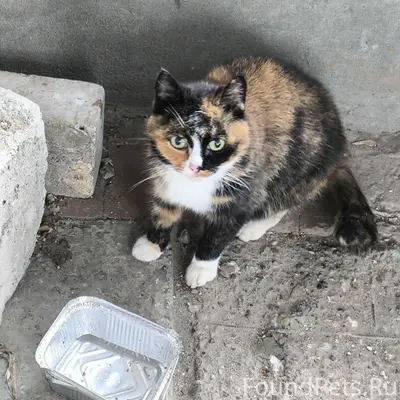 Найдена кошка, домашняя трехшерстная