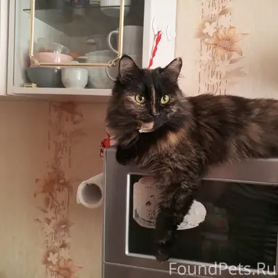 Пропала кошка Маша, п. Дубовое