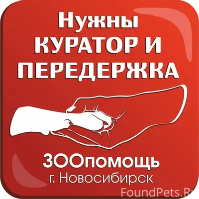 Найдена кошка, Бронная