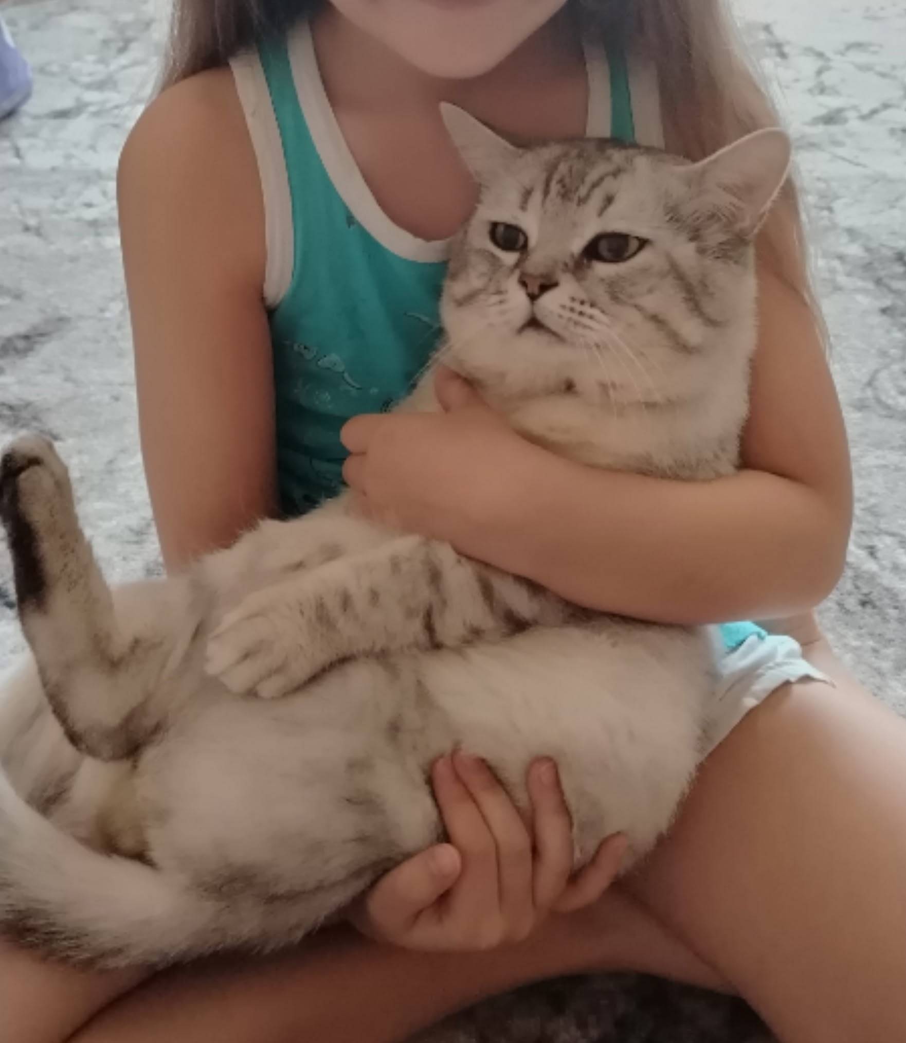 Пропал кот Боня, улица Спортивная