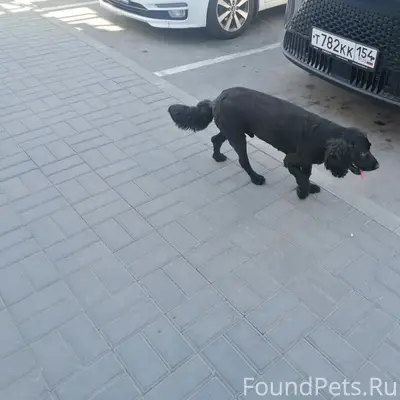 Найден пёс, Бердск