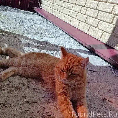 Пропал кот Сима, район Заобрамки