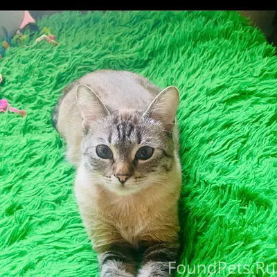 Пропала кошка, район Форелевого хозяйства