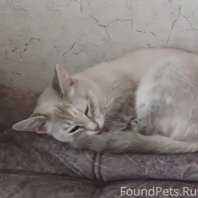 Пропала кошка, глаза голубые, Ленина 7