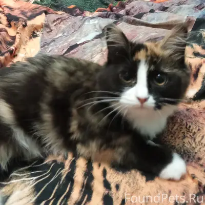 Пропала трёхшёрстная кошка, с. Яковлевское