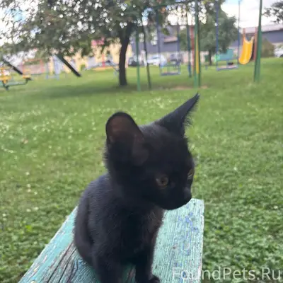 Найден котёнок, парк Ботаника