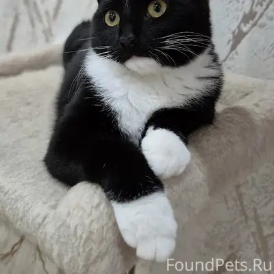 Пропала кошка Бонни, район Герцена