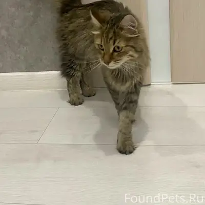 Найдена кошка (похожа на мейн-куна), г. Ульяновск