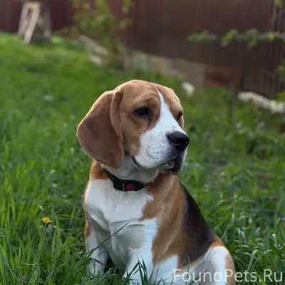 Пропал бигль Денни