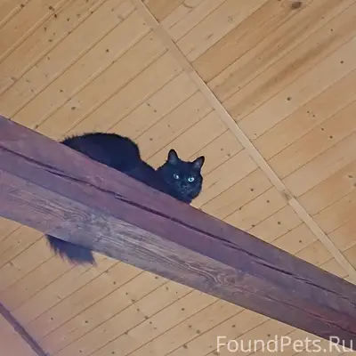 Пропала чёрная кошка, Мурманск, улица Фурманова