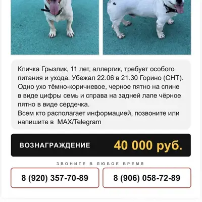 Пропал Джек Рассел Грызуля