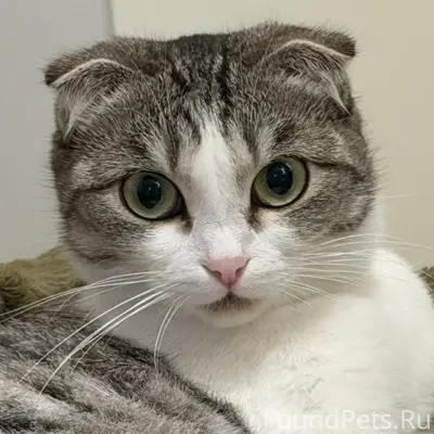 Пропала кошка, начало улицы Октябрьская