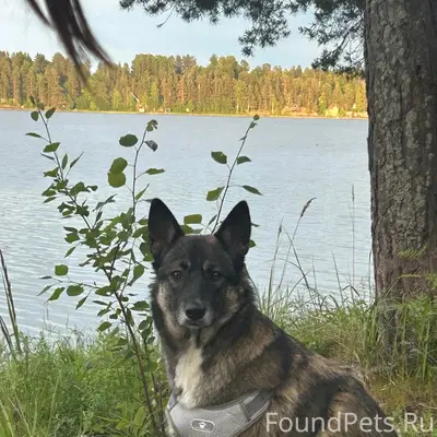 Пропала собака, деревня Вилга