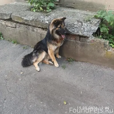 Пропал кобель, Взва