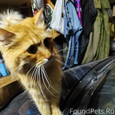 Пропал рыжий кот Тайсон, район ул. Мира
