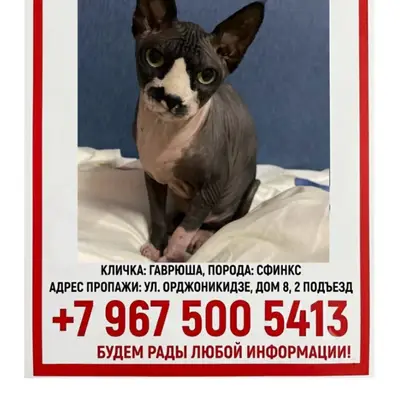 Пропал кот Гаврюша, Орджоникидзе
