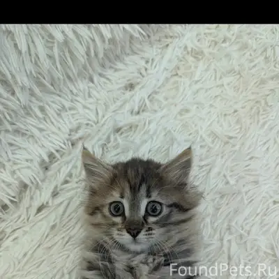 Пропала кошка Фрося